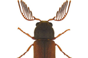 Ptilinus pectinicornis