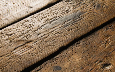 Teoria sul funzionamento dei trattamenti antitarlo tramite microonde